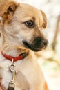 Volunteer holding cute little scared dog in autumn park. Adoption from shelter concept. Mixed breed little yellow dog. Sweet dog Royalty Free Stock Photo