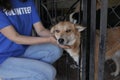 Volunteer near dog cage in animal shelter, closeup Royalty Free Stock Photo