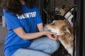 Volunteer near dog cage in animal shelter Royalty Free Stock Photo