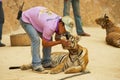 Volunteer pets Indochinese tiger in Tiger Temple Kanchanaburi, Thailand.