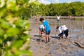 Volunteer plant young mangrove trees at the swamps nearby Saphan Hin public park