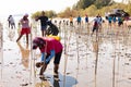 Volunteer plant young mangrove trees at the swamps nearby Saphan Hin public park