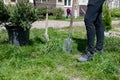 volunteer planting a tree, hands with a shovel digs the ground, nature, environment and environment Royalty Free Stock Photo