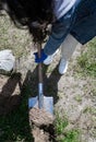 volunteer planting a tree, hands with a shovel digs the ground, nature, environment and environment Royalty Free Stock Photo