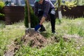 volunteer planting a tree, a man plants a thuja, planting a coniferous tree thuja. Royalty Free Stock Photo