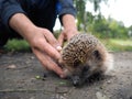A volunteer releases a hedgehog into the wild.