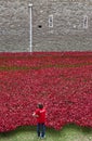 A Volunteer at the Tower of London Poppy Installation