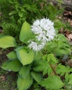 White wildflower growing above a blue hosta