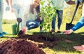 Group of volunteers hands planting tree in park