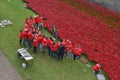 Volunteers installing poppies Tower of London