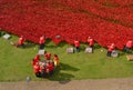 Volunteers installing poppies Tower of London