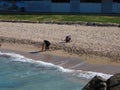 Volunteers remove oil products from a polluted beach and sea in Haifa, Israel.