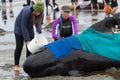 Volunteers tending a stranded pilot whale on Farewell Spit, Aotearoa New Zealand