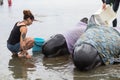Volunteers tending stranded pilot whales on Farewell Spit, Aotearoa New Zealand