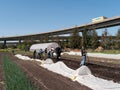 Volunteers working at community farm