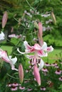 Anastasia Orienpet lilies open high above the midsummer garden Royalty Free Stock Photo