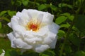 Voluptuous white rose on a background of green leaves. Royalty Free Stock Photo