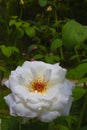 Voluptuous white rose on a background of green leaves. Royalty Free Stock Photo