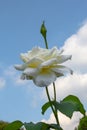 Voluptuous white rose with green leaves. Royalty Free Stock Photo