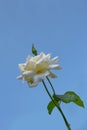 Voluptuous white rose with green leaves. Royalty Free Stock Photo