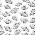 Volutidae, common name volutes, are a taxonomic family of predatory sea snails. Sketch black contour isolated on white background Royalty Free Stock Photo