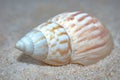 Volutidae Volutes seashell in sand Royalty Free Stock Photo