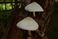 Volvariella bombycina in the forest Royalty Free Stock Photo