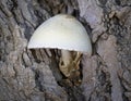 Volvariella bombycina, commonly known as the silky rosegill is a species of edible mushroom in the family Pluteaceae Royalty Free Stock Photo