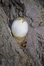 Volvariella bombycina. The fruit body (mushroom) begins developing in a thin, egg-like sac Royalty Free Stock Photo