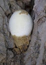 Volvariella bombycina. The fruit body (mushroom) begins developing in a thin, egg-like sac. Royalty Free Stock Photo