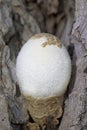 Volvariella bombycina. The fruit body (mushroom) begins developing in a thin, egg-like sac. Royalty Free Stock Photo