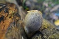 Volvariella bombycina mushroom Royalty Free Stock Photo