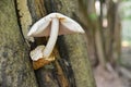 Volvariella bombycina mushroom Royalty Free Stock Photo