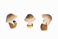 Volvariella volvacea, Straw Mushroom on white background, clipping path included
