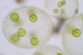 Volvox is a polyphyletic genus of chlorophyte green algae or phytoplankton. Royalty Free Stock Photo