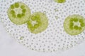 Volvox is a polyphyletic genus of chlorophyte green algae or phytoplankton. Royalty Free Stock Photo