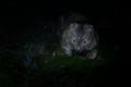 Vombatus ursinus - Common Wombat in the Tasmanian night Royalty Free Stock Photo