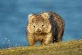 Vombatus ursinus - Common Wombat in the Tasmanian scenery, eating grass in the evening on the island near Tasmania