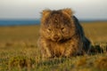 Vombatus ursinus - Common Wombat in the Tasmanian scenery, eating grass in the evening on the island near Tasmania