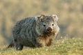 Vombatus ursinus - Common Wombat in the Tasmanian scenery, eating grass in the evening on the island near Tasmania Royalty Free Stock Photo