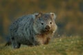 Vombatus ursinus - Common Wombat in the Tasmanian scenery Royalty Free Stock Photo