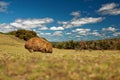 Vombatus ursinus - Common Wombat in the Tasmanian scenery Royalty Free Stock Photo