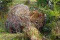 Vombatus ursinus - Common Wombat