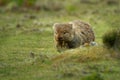 Vombatus ursinus - Common Wombat