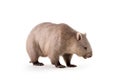 wombat isolated on white background