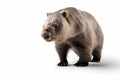 wombat isolated on white background Royalty Free Stock Photo