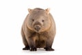 wombat isolated on white background Royalty Free Stock Photo