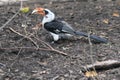 Von der Decken hornbill