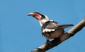 Von Der Decken's Hornbill Royalty Free Stock Photo