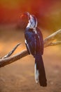 Von Der Decken`s Hornbill perched